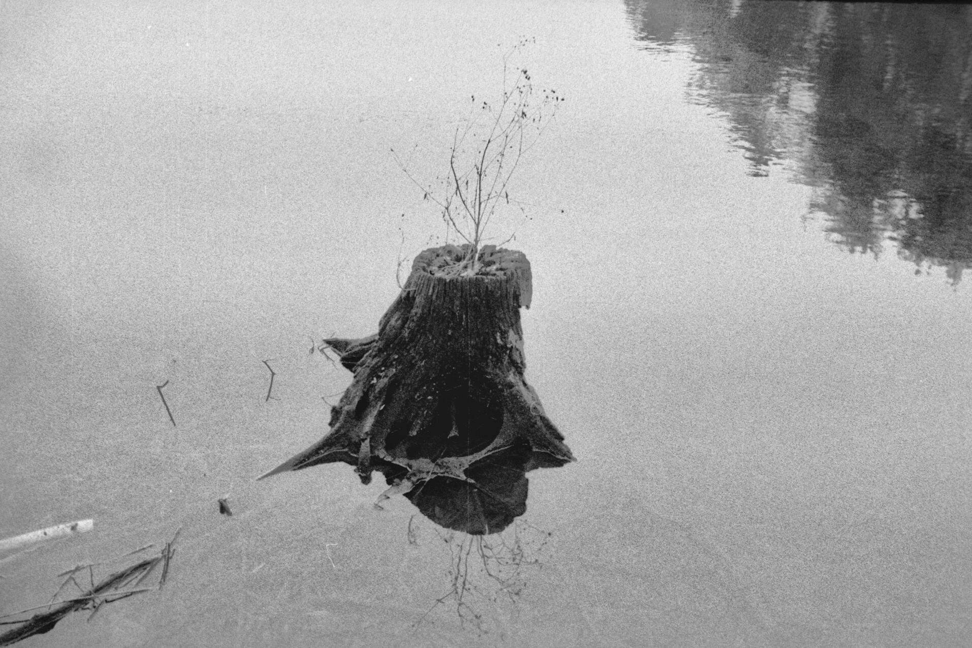 Lone stump in Holosiivsky Park. Kyiv, Ukraine, January 2025. Shot on Chaika 2m, Ilford Delta 400.